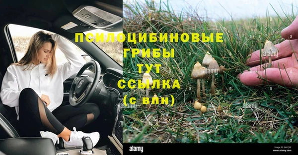 прущие грибы Вяземский